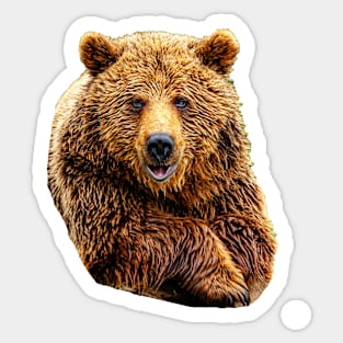 Cute Brown Bear Sticker